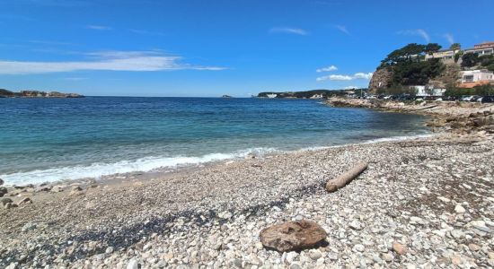 Plage pour Chiens