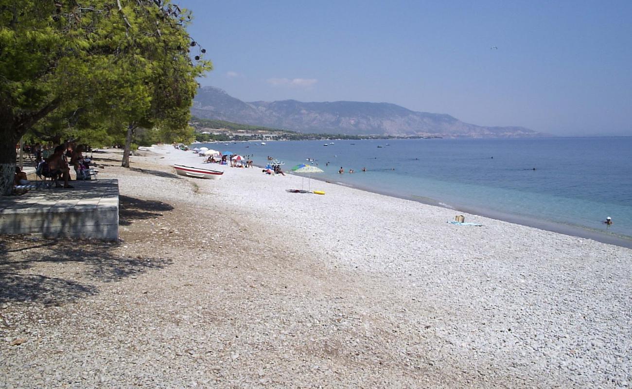 Foto de Pine trees beach con guijarro fino gris superficie