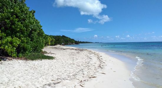 Anse du Mancenillier Beach