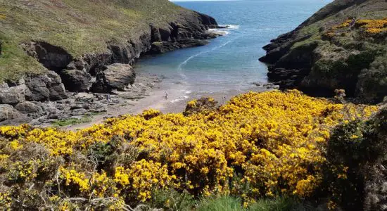 Portally Cove Beach