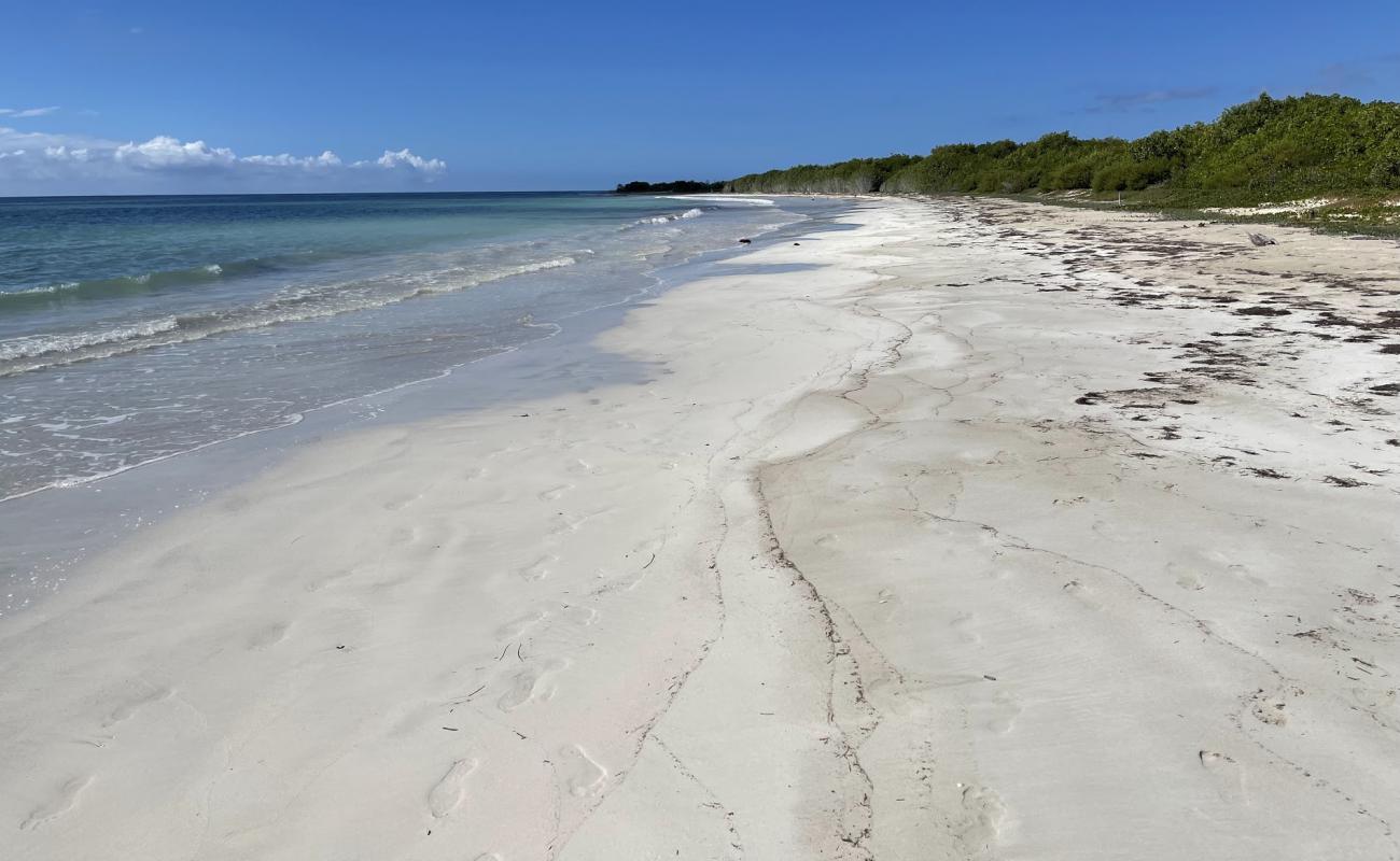 Foto de Jackson Bay Beach con brillante arena fina superficie