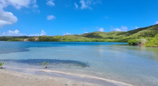 Plage Mangrove