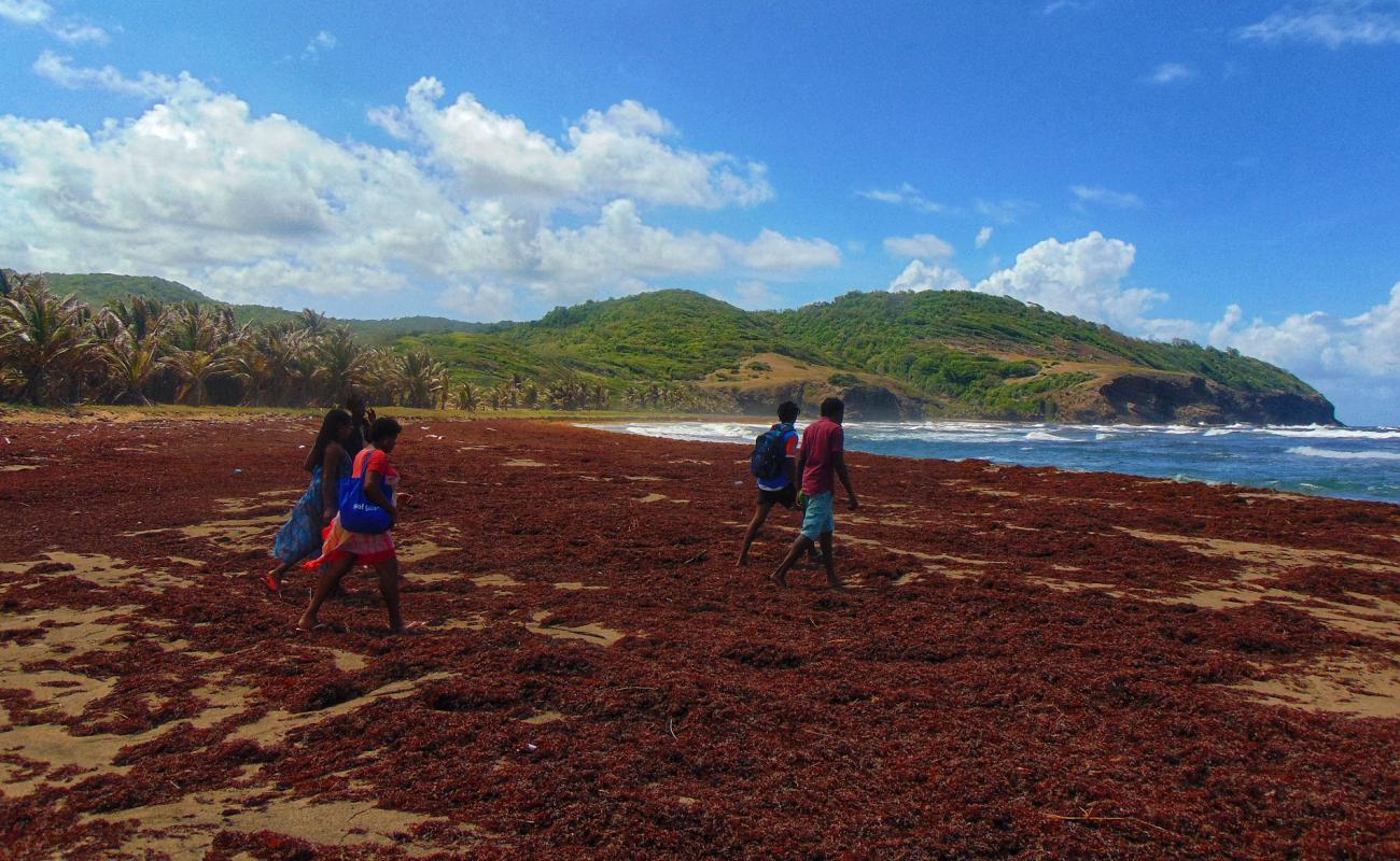 Foto de Grand Anse beach con arena brillante superficie