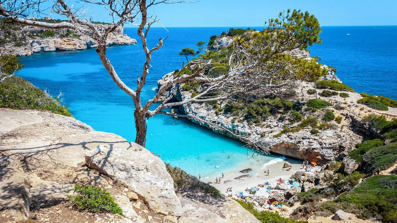 Árbol contra el mar