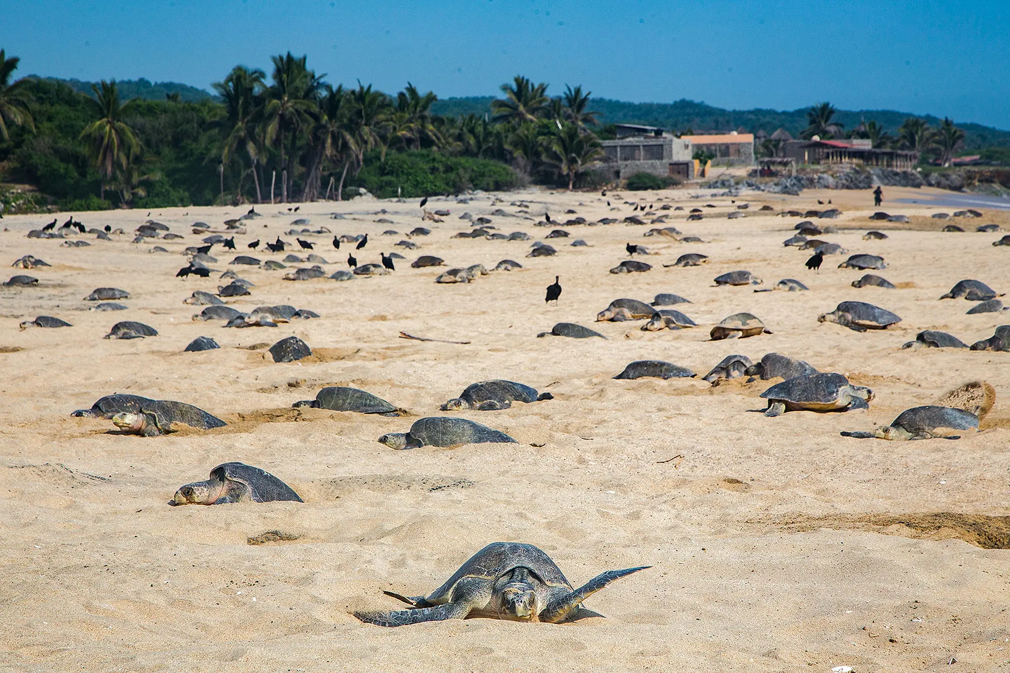 Playa de Mounda con larga costa arenosa y nidos de tortugas, playa con sombrillas y café.