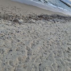 Foto de Platja de la Porquerola - lugar popular entre los conocedores del relax